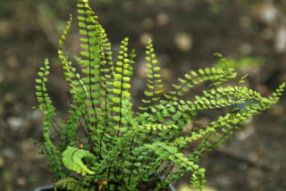 Asplenium trichomanes Steenbreekvaren bestellen